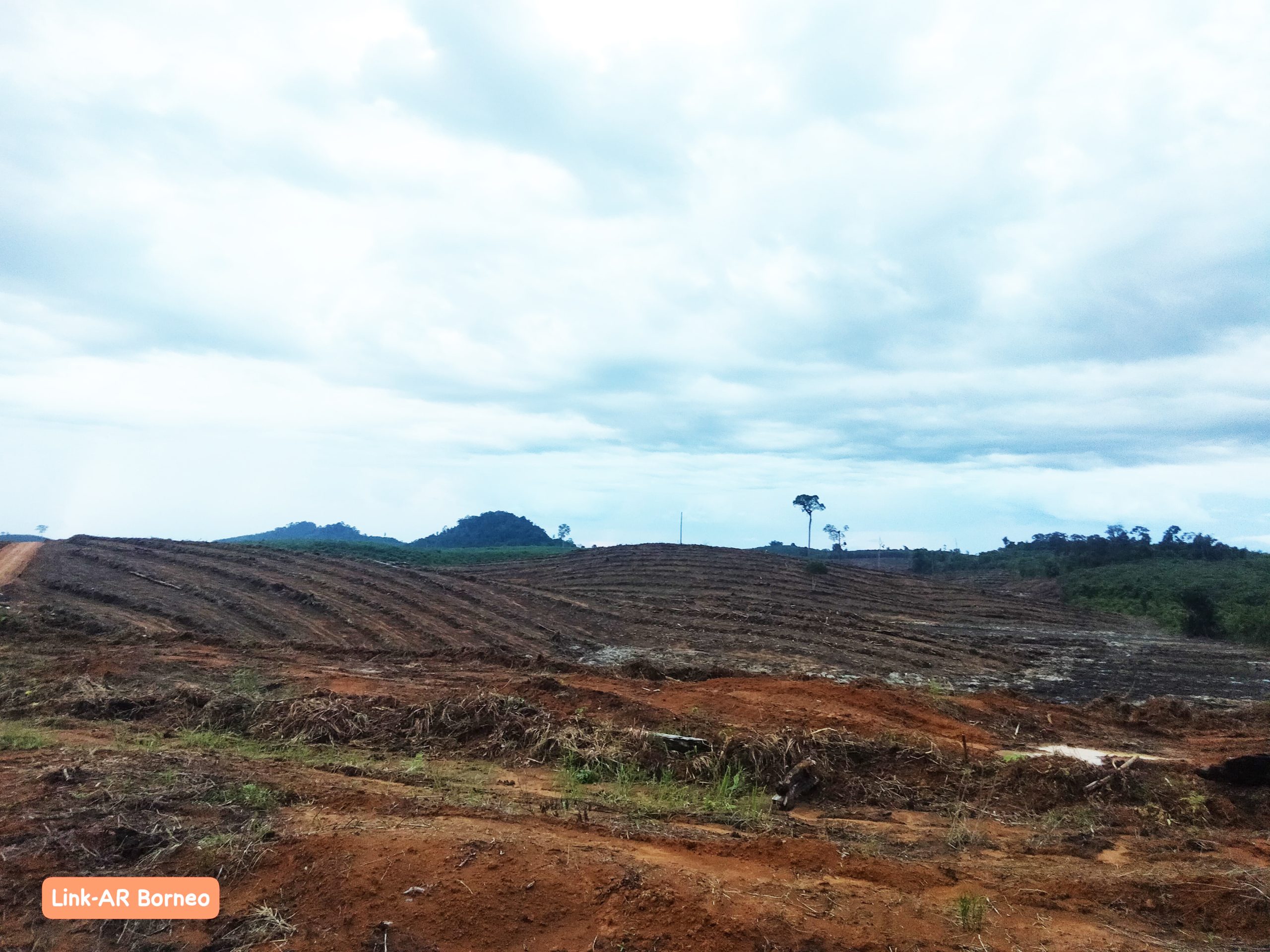 Deforestation within Mayawana Persada timber plantation. © LinkAR Borneo