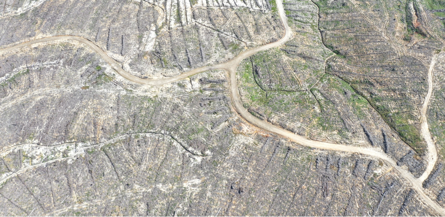 Adindo concession in North Kalimantan