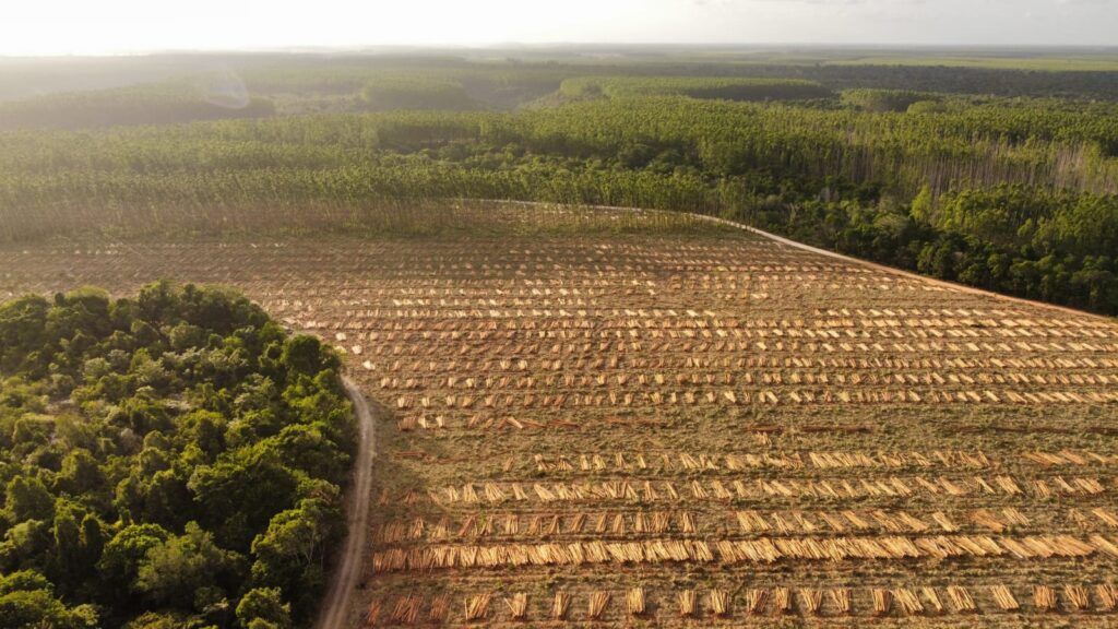 Veracel Eucalyptus Plantations, Barra Velha, Bahia, Brazil @Pataxò