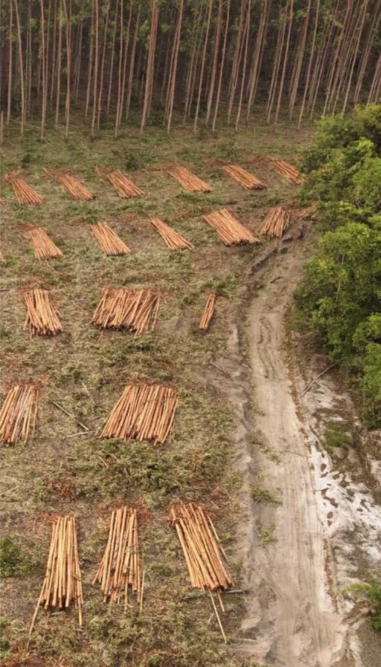 Eucalyptus plantations, Bahia - © Pataxò
